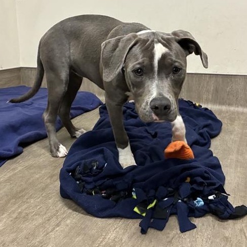 Shelter Stray Female Dog last seen , 361 S Raymond Ave, Pasadena, CA 91105, USA