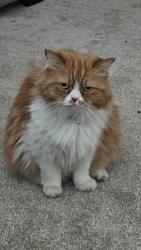 Reunited Female Cat last seen Military base, Anchorage, AK 99501