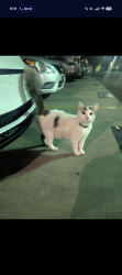 Found/Stray Unknown Cat last seen Near Obama blvd, los angeles, ca, Los Angeles, CA 90016