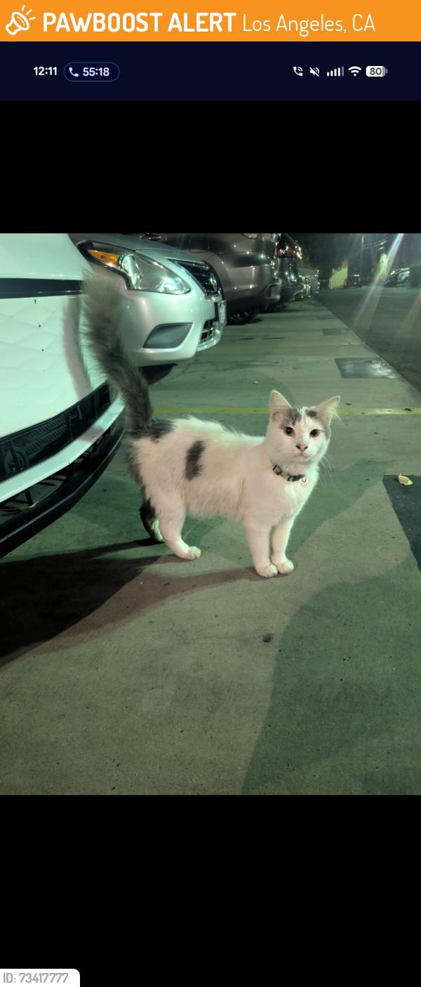 Found/Stray Unknown Cat last seen Near Obama blvd, los angeles, ca, Los Angeles, CA 90016
