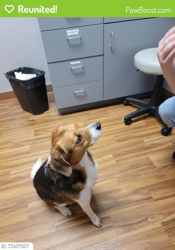Reunited Male Dog last seen Rose Park, Washington, DC 20007