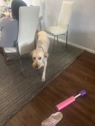 Lost Female Dog last seen I’m not sure, Auburn, WA 98001