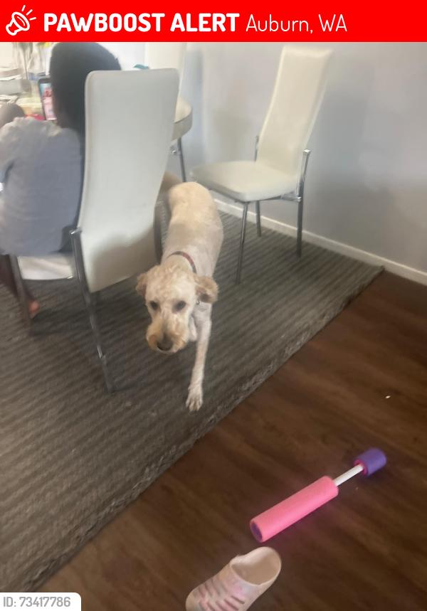 Lost Female Dog last seen I’m not sure, Auburn, WA 98001