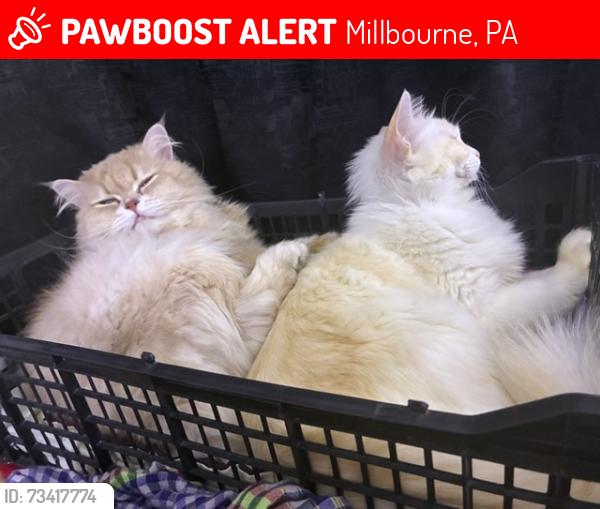 Lost Male Cat last seen Near sellers ave, Millbourne, PA 19082