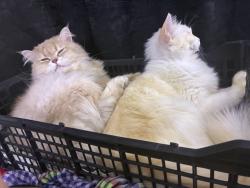 Lost Male Cat last seen Near sellers ave, Millbourne, PA 19082
