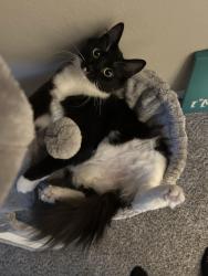 Lost Female Cat last seen Near Rhobell, Houston, TX 77078