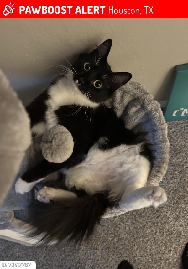 Lost Female Cat last seen Near Rhobell, Houston, TX 77078