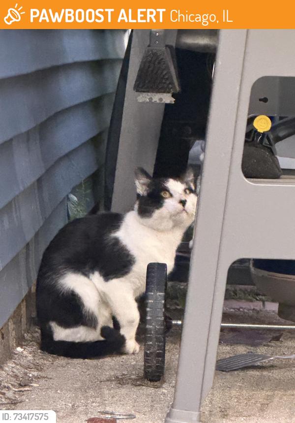 Found/Stray Unknown Cat last seen Near west warner, Chicago, IL 60618