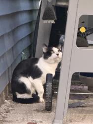 Found/Stray Unknown Cat last seen Near west warner, Chicago, IL 60618