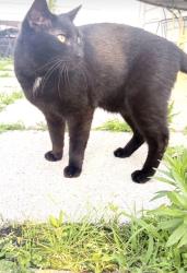 Lost Male Cat last seen Across from Heartland Storage, Merrillville, IN 46410