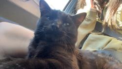 Lost Male Cat last seen Virginia & Custer, McKinney, TX 75071