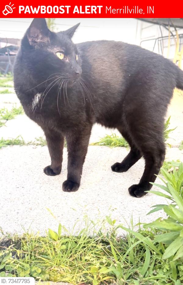 Lost Male Cat last seen Across from Heartland Storage, Merrillville, IN 46410