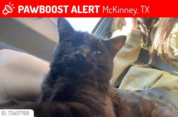 Lost Male Cat last seen Virginia & Custer, McKinney, TX 75071