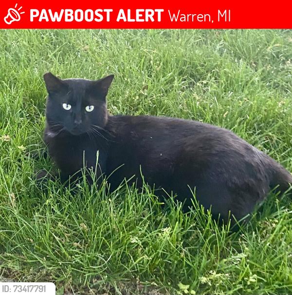 Lost Male Cat last seen Near Roan Dr., Warren, MI 48093