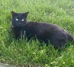 Lost Male Cat last seen Near Roan Dr., Warren, MI 48093