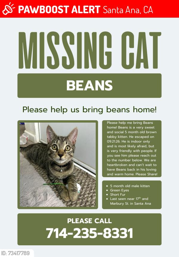 Lost Male Cat last seen 17th and Mabury, Santa Ana, CA 92705