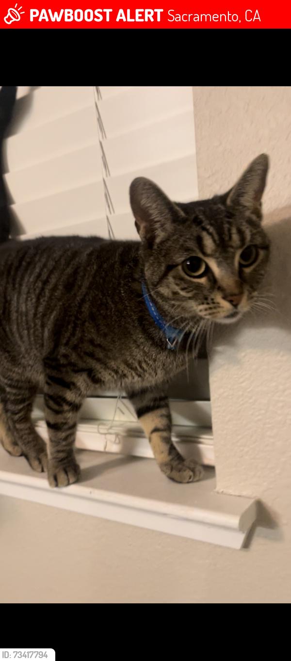 Lost Female Cat last seen Dixieland Park, Sacramento, CA 95815