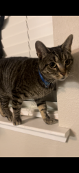 Lost Female Cat last seen Dixieland Park, Sacramento, CA 95815