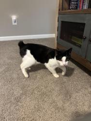 Lost Female Cat last seen Near Carter Ave SE Atlanta GA 30317, Atlanta, GA 30317