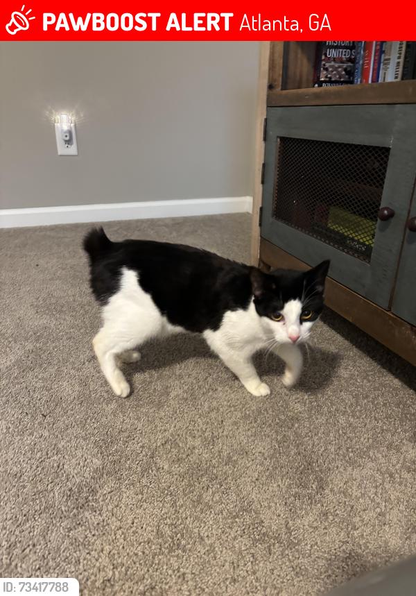 Lost Female Cat last seen Near Carter Ave SE Atlanta GA 30317, Atlanta, GA 30317