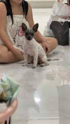 Lost Female Dog last seen garden grove, Garden Grove, CA 92844