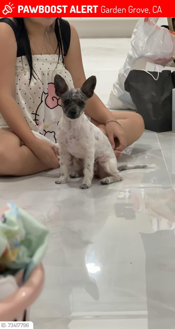 Lost Female Dog last seen garden grove, Garden Grove, CA 92844