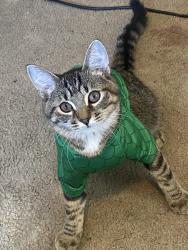 Lost Female Cat last seen Near Southeast 9th Avenue, Minneapolis, MN, USA, Minneapolis, MN 55414