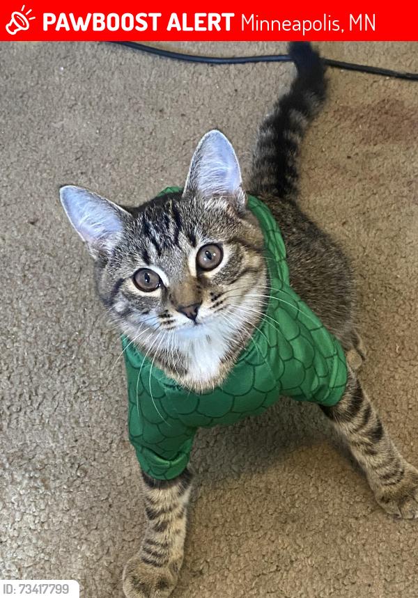 Lost Female Cat last seen Near Southeast 9th Avenue, Minneapolis, MN, USA, Minneapolis, MN 55414