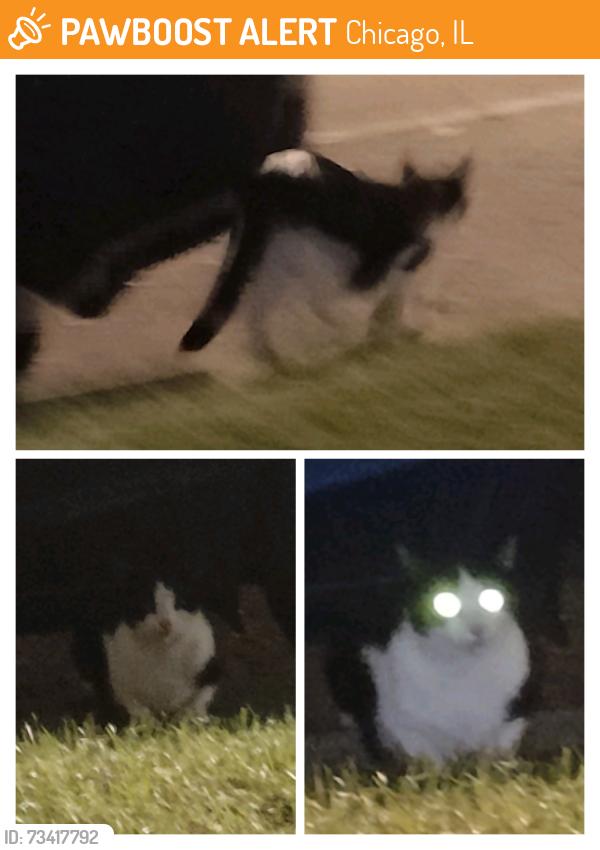 Found/Stray Unknown Cat last seen Lincoln and Berteau, Chicago, IL 60618