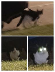 Found/Stray Unknown Cat last seen Lincoln and Berteau, Chicago, IL 60618