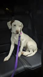 Reunited Female Dog last seen Loveland, humes, Mulanphy, Florissant, MO 63031