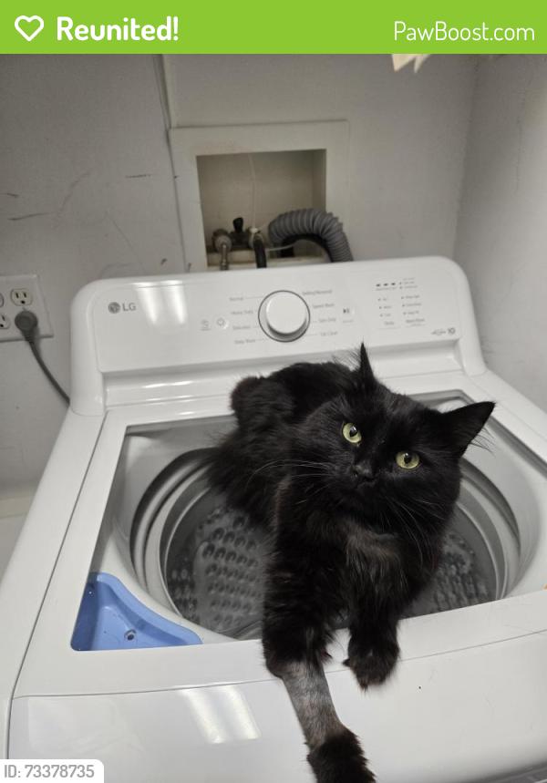 Reunited Male Cat last seen Forestdale Ave and Vera Drive, Knoxville, TN 37917
