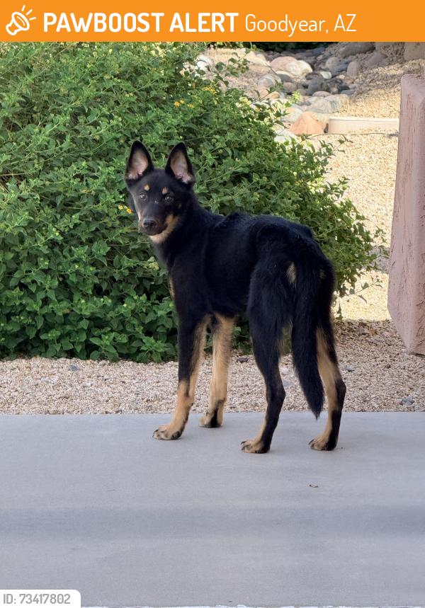 Found/Stray Unknown Dog last seen N. 135th Ave / W. Thomas Rd — toward the eastern side of La Reata, Goodyear, AZ 85395