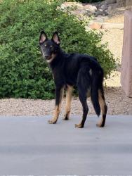 Found/Stray Unknown Dog last seen N. 135th Ave / W. Thomas Rd — toward the eastern side of La Reata, Goodyear, AZ 85395