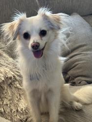 Reunited Male Dog last seen Near Cerritos Ave, Long Beach, CA 90805, USA, Long Beach, CA 90805