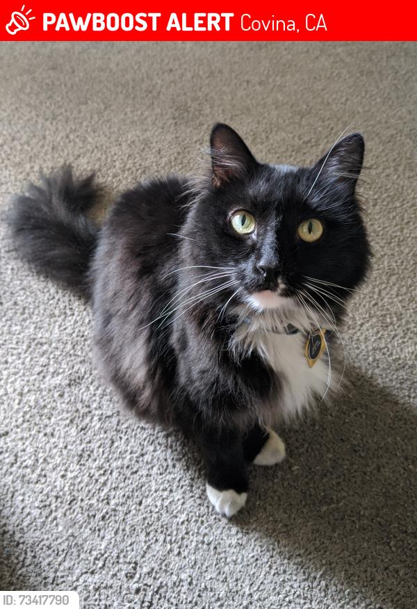 Lost Male Cat last seen Cienega & Grand, Covina, CA 91724