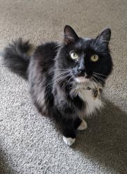Lost Male Cat last seen Cienega & Grand, Covina, CA 91724