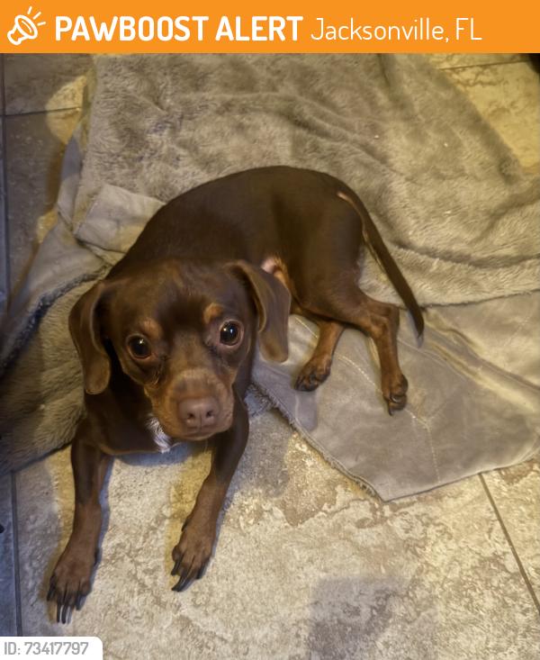 Found/Stray Male Dog last seen university blvd and floral bluff, Jacksonville, FL 32211