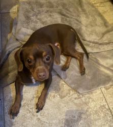 Found/Stray Male Dog last seen university blvd and floral bluff, Jacksonville, FL 32211