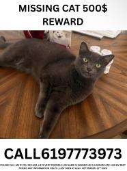 Reunited Male Cat last seen In the ally by A st and 25th st, San Diego, CA 92102