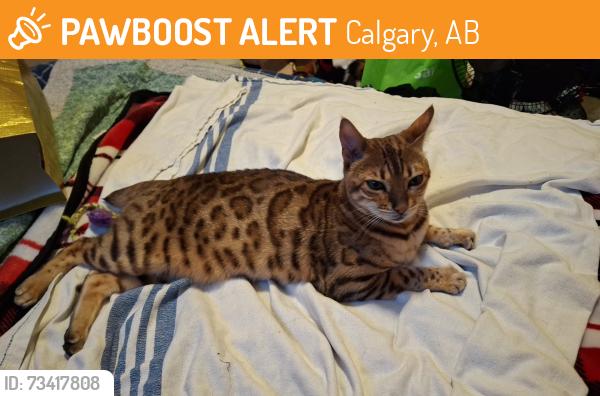 Found/Stray Female Cat last seen Edgehill drive, Calgary, AB 