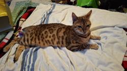 Found/Stray Female Cat last seen Edgehill drive, Calgary, AB 