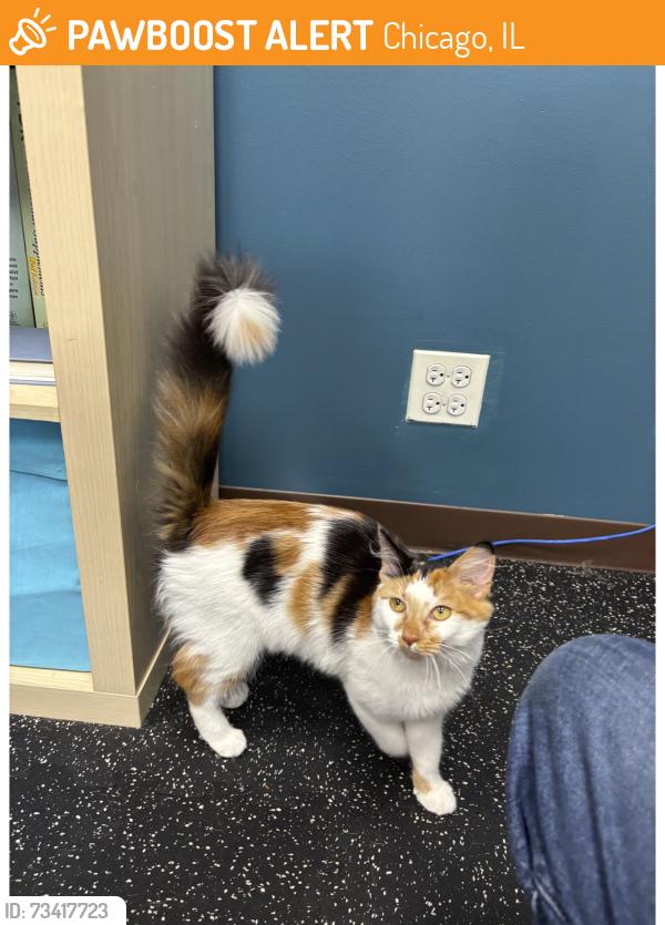 Found/Stray Female Cat last seen artesian and hirsch, Chicago, IL 60622