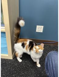 Found/Stray Female Cat last seen artesian and hirsch, Chicago, IL 60622