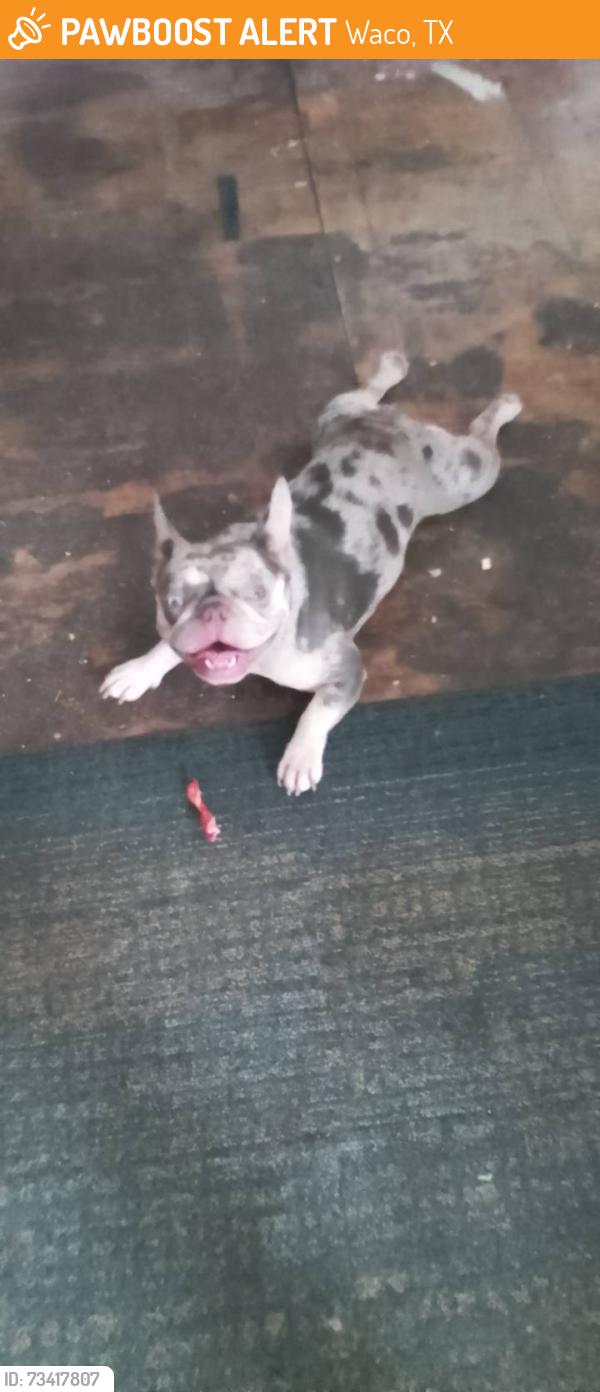Found/Stray Female Dog last seen Near Dallas st. Waco, dr, Waco, TX 76702
