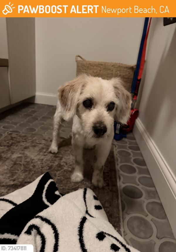 Found/Stray Male Dog last seen Dover and Dorris, Newport Beach, CA 92660