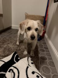 Found/Stray Male Dog last seen Dover and Dorris, Newport Beach, CA 92660
