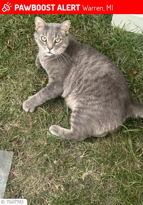 Lost Male Cat last seen Near Roan Dr., Warren, MI 48093