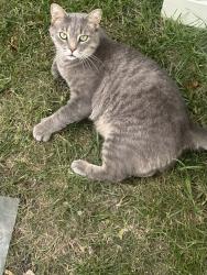 Lost Male Cat last seen Near Roan Dr., Warren, MI 48093