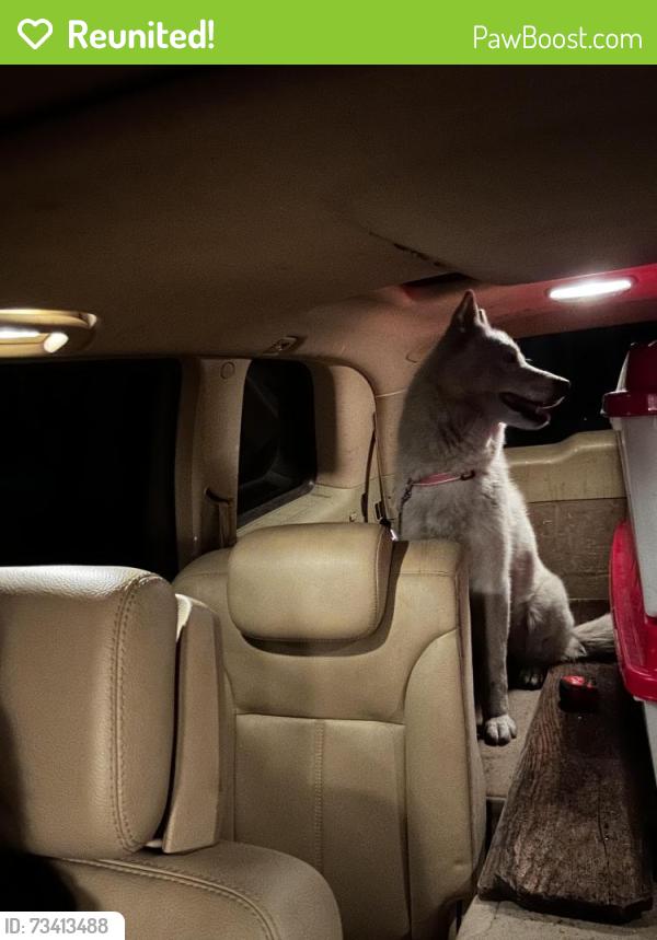 Reunited Female Dog last seen 94th And E Street, Oakland, CA 94603